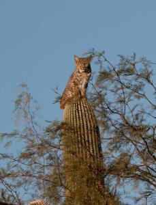 Bobcat in a Saguaro