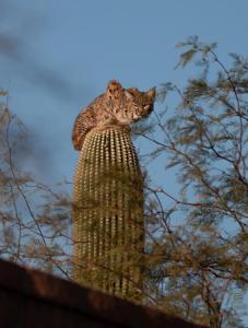 Bobcat in a Saguaro